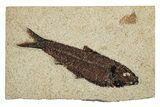 Detailed Fossil Fish (Knightia) - Wyoming #251872-1